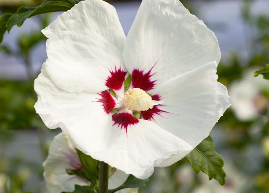 Hibiscus syriacus Red Heart