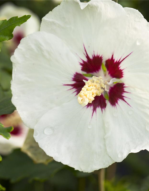 Hibiscus syriacus Red Heart