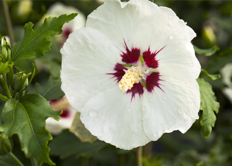 Hibiscus syriacus Red Heart