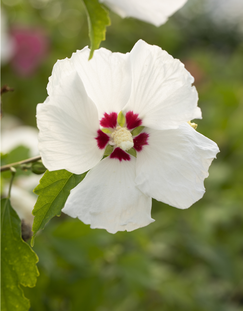 Hibiscus syriacus Red Heart