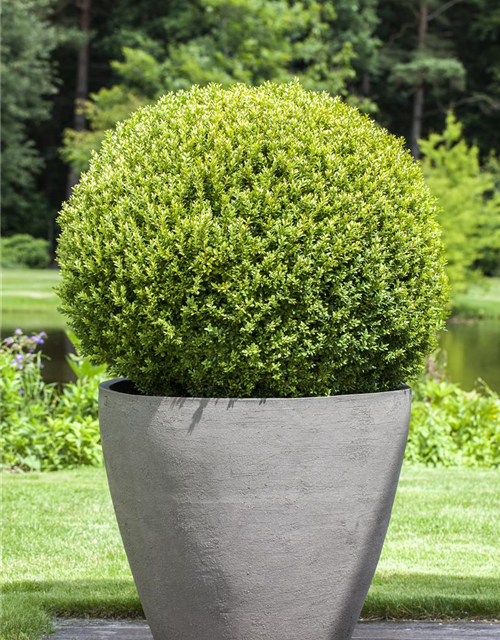 Buxus sempervirens Kugel