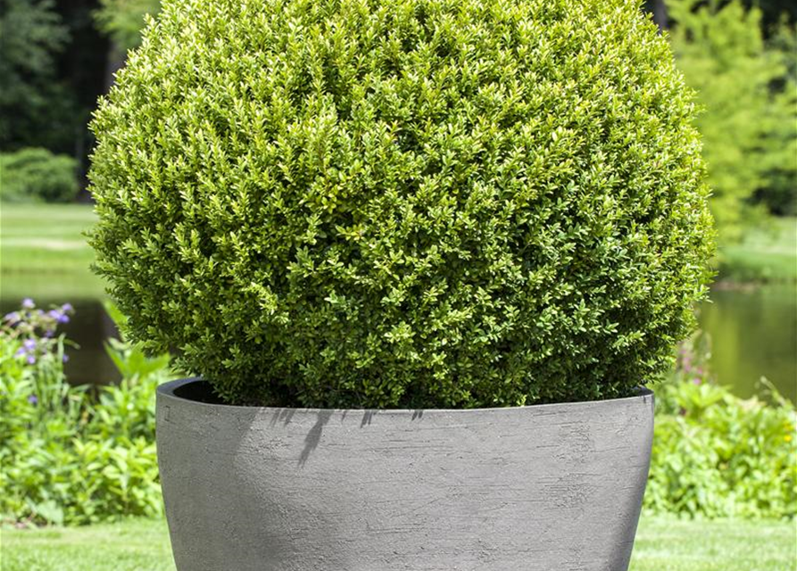 Buxus sempervirens Kugel