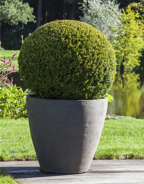 Buxus sempervirens Kugel