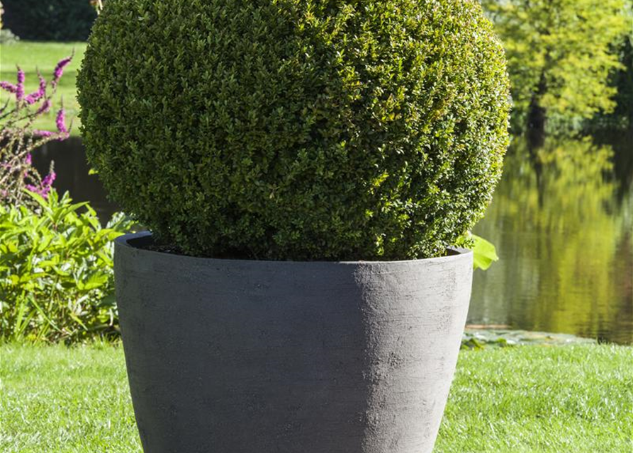 Buxus sempervirens Kugel