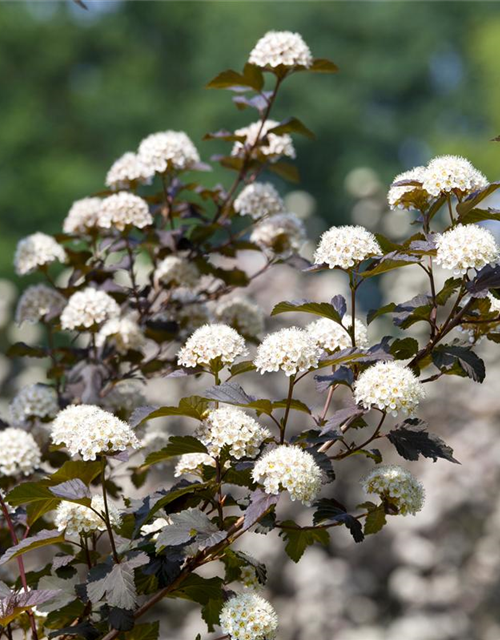 Physocarpus opulifolius Diabolo