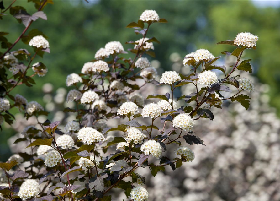 Physocarpus opulifolius Diabolo