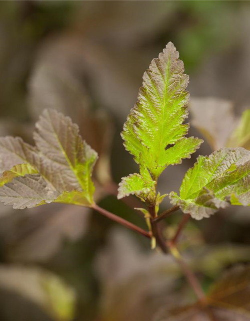 Physocarpus opulifolius Diabolo