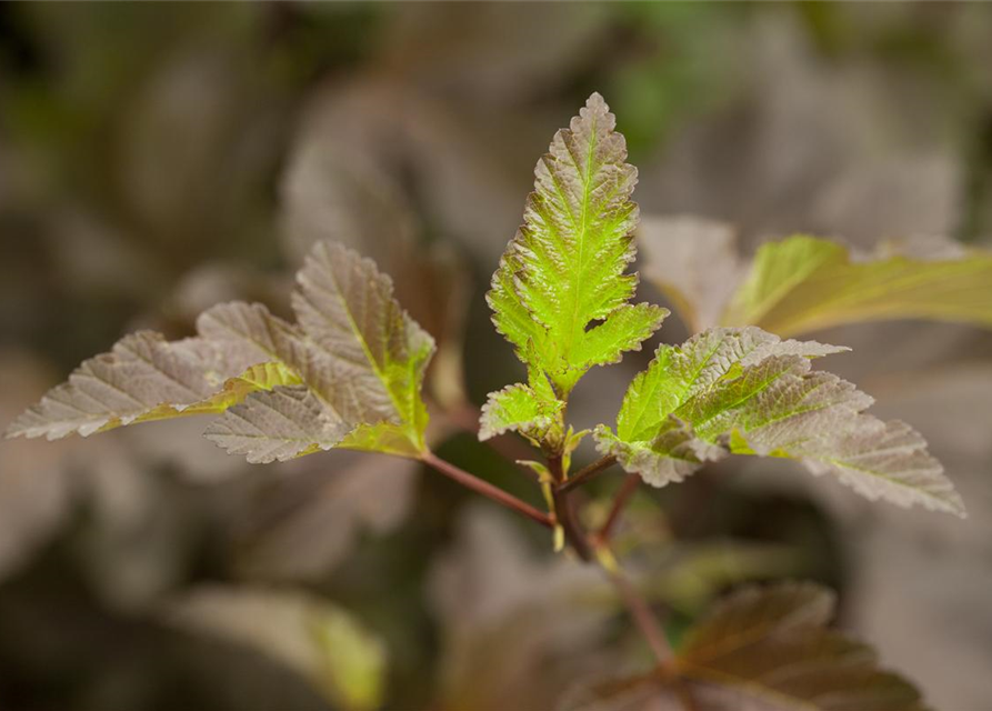 Physocarpus opulifolius Diabolo