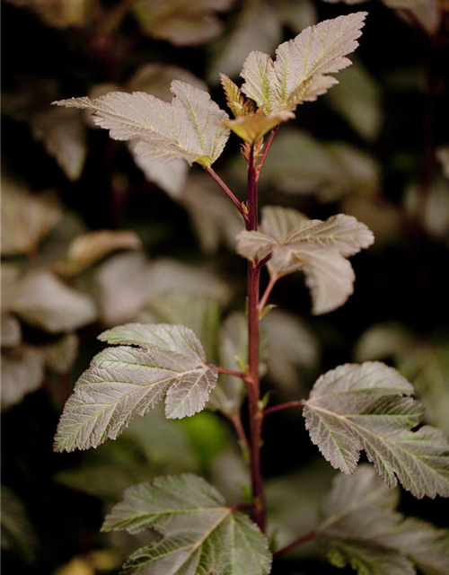 Physocarpus opulifolius Diabolo