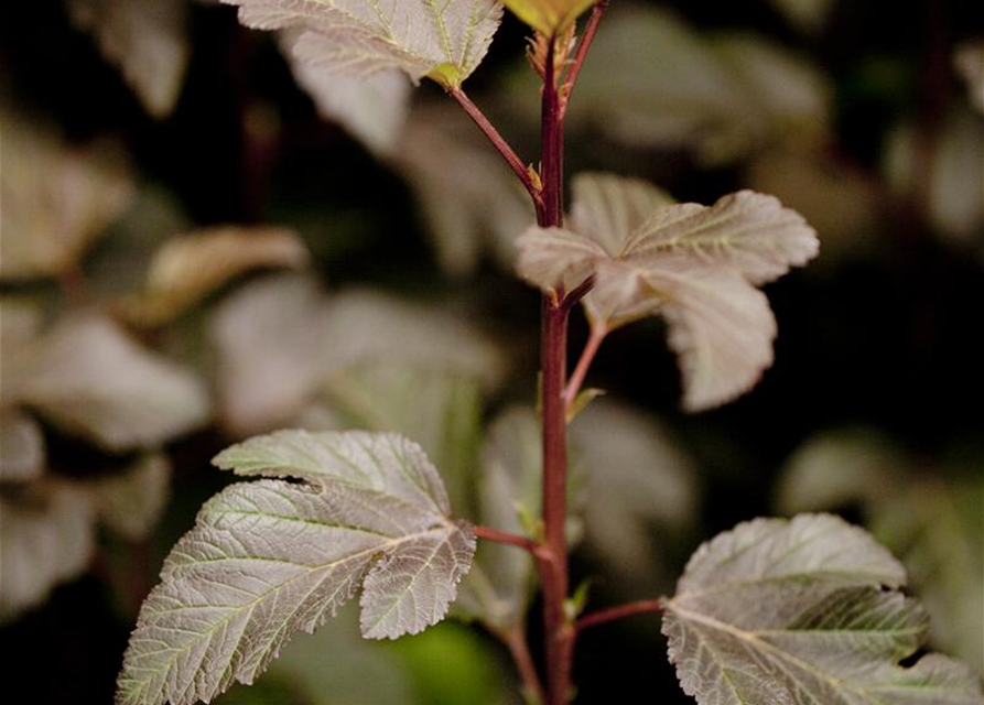 Physocarpus opulifolius Diabolo