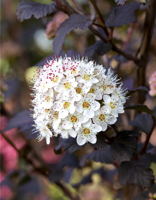 Physocarpus opulifolius Diabolo