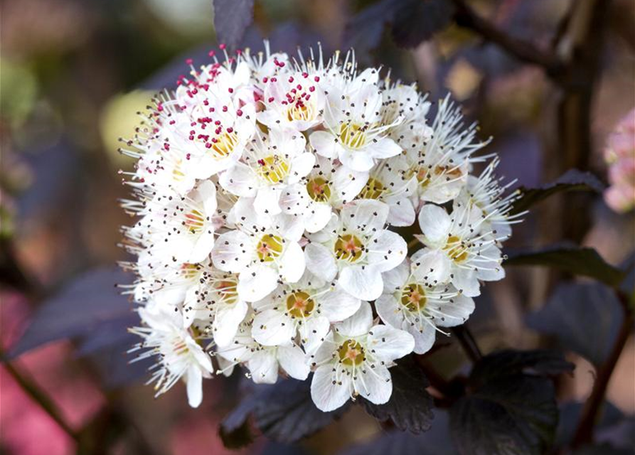 Physocarpus opulifolius Diabolo