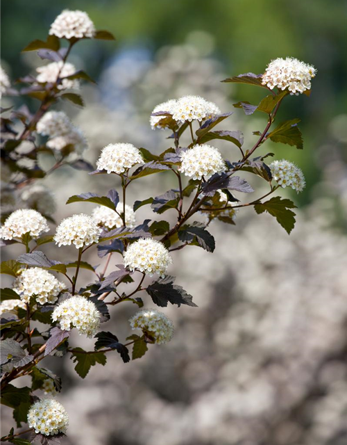 Physocarpus opulifolius Diabolo