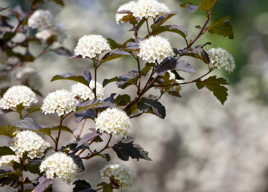 Physocarpus opulifolius Diabolo