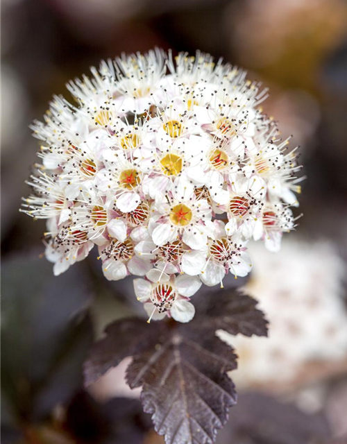 Physocarpus opulifolius Diabolo