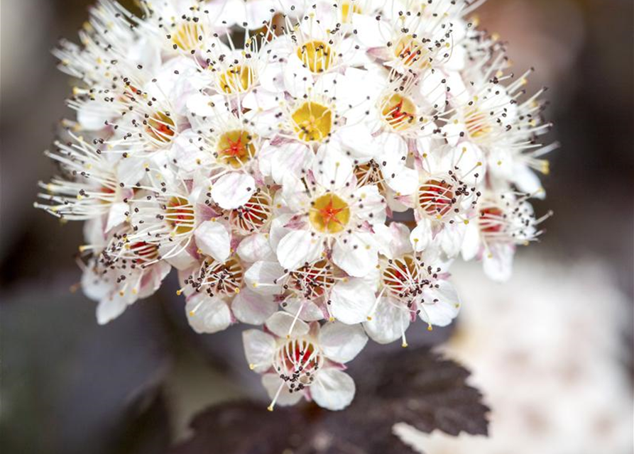 Physocarpus opulifolius Diabolo