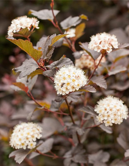 Physocarpus opulifolius Diabolo