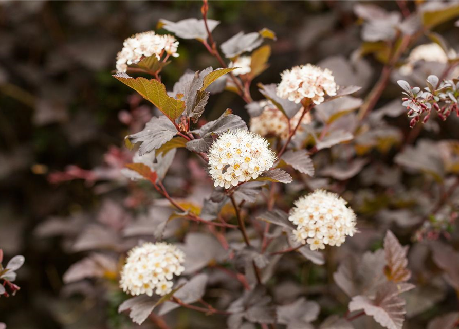 Physocarpus opulifolius Diabolo