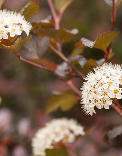 Physocarpus opulifolius Diabolo