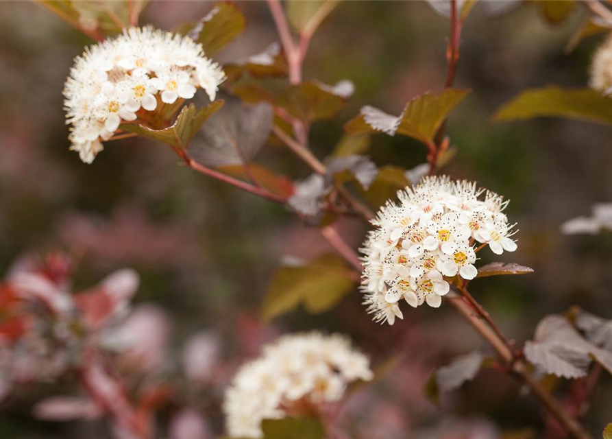 Physocarpus opulifolius Diabolo