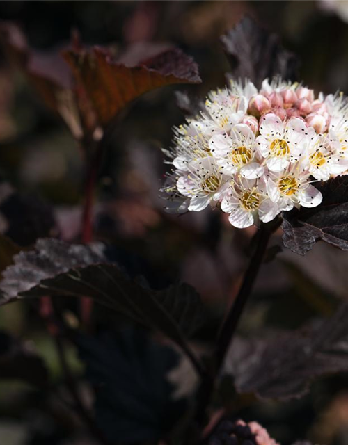 Physocarpus opulifolius Diabolo