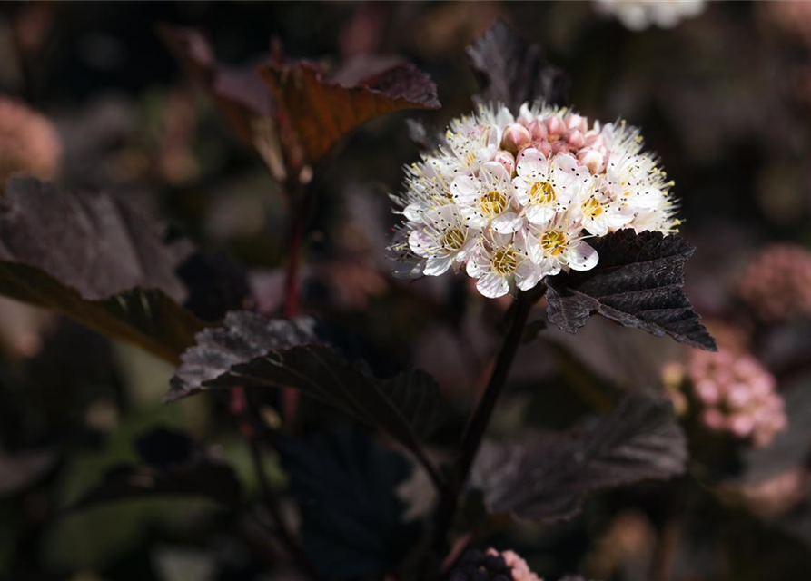 Physocarpus opulifolius Diabolo