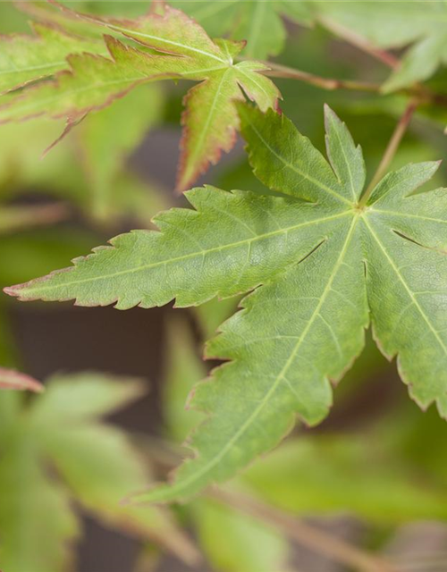 Acer palmatum Sangokaku