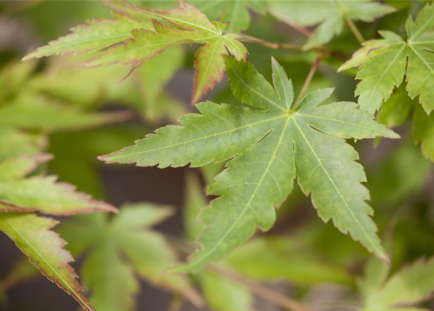 Acer palmatum Sangokaku