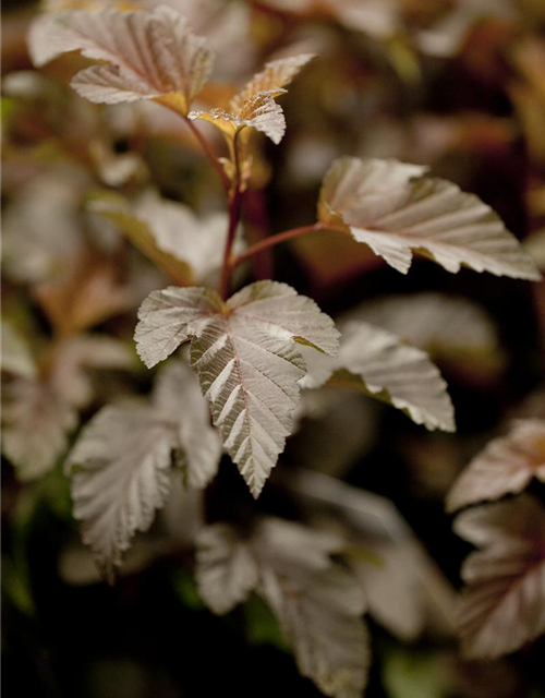 Physocarpus opulifolius Lady in Red