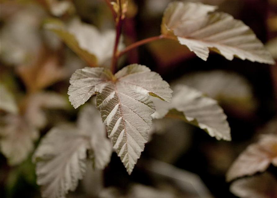 Physocarpus opulifolius Lady in Red