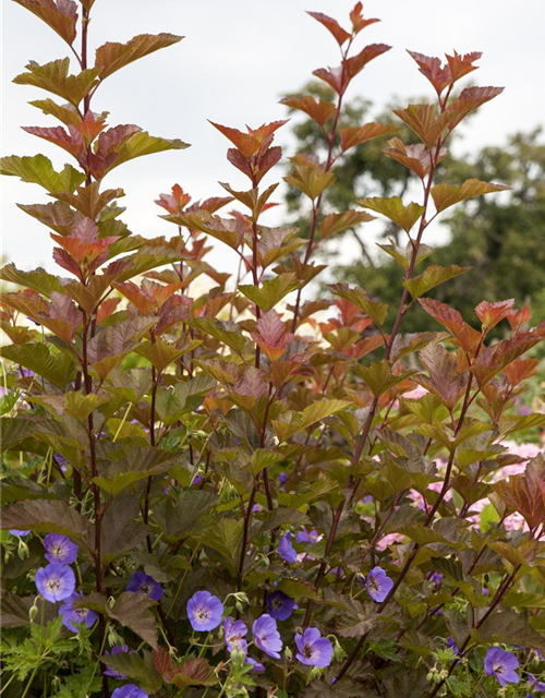 Physocarpus opulifolius Lady in Red