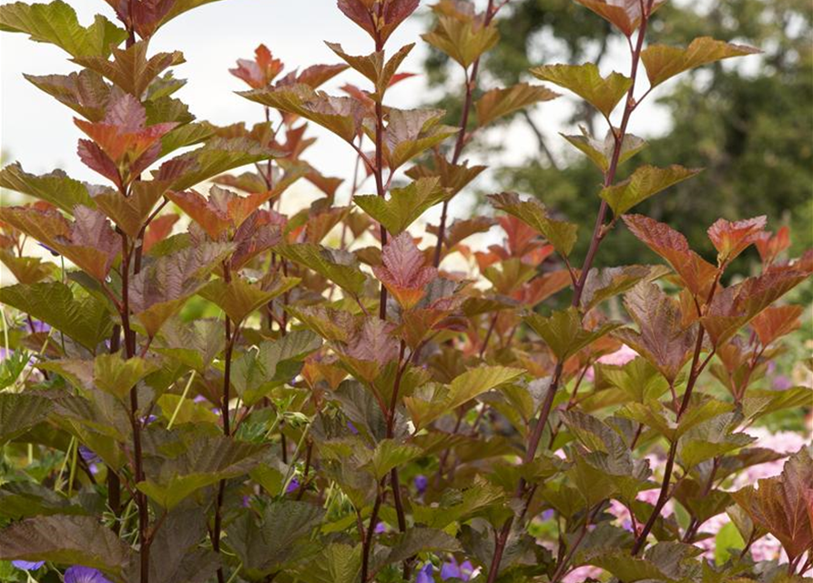 Physocarpus opulifolius Lady in Red