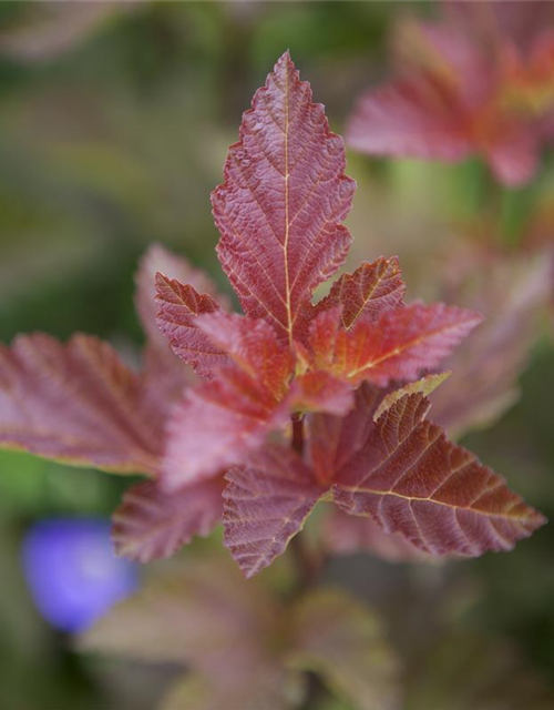 Physocarpus opulifolius Lady in Red