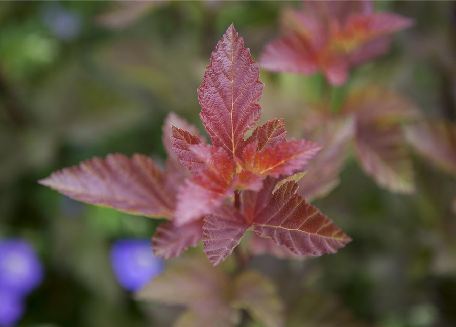 Physocarpus opulifolius Lady in Red