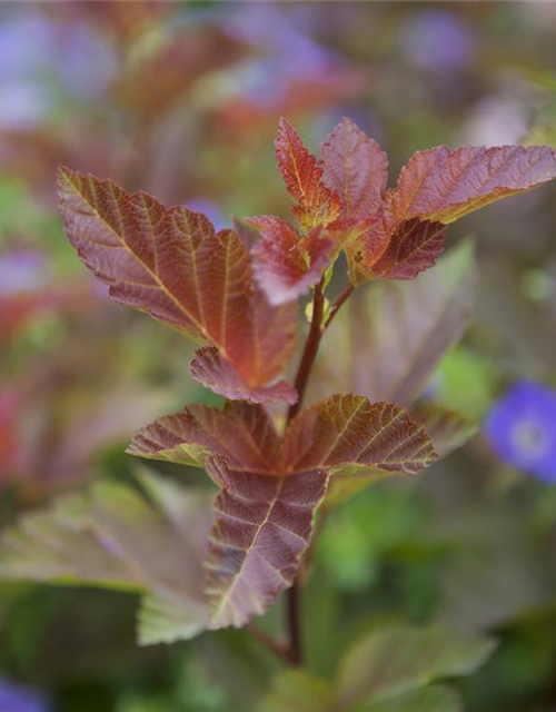 Physocarpus opulifolius Lady in Red