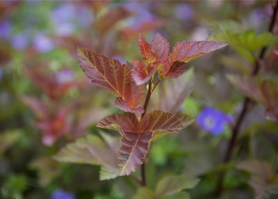 Physocarpus opulifolius Lady in Red