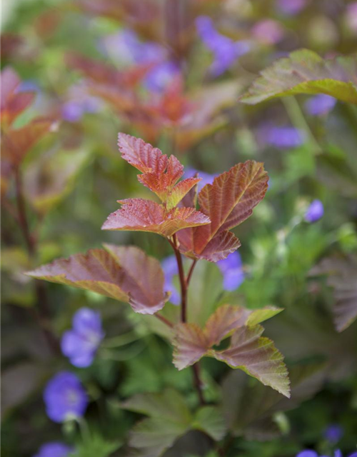 Physocarpus opulifolius Lady in Red