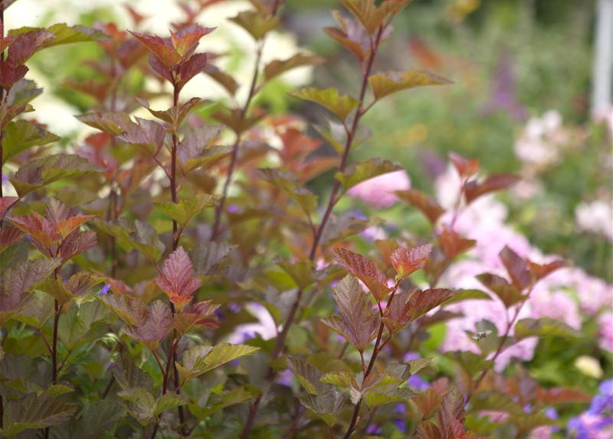 Physocarpus opulifolius Lady in Red