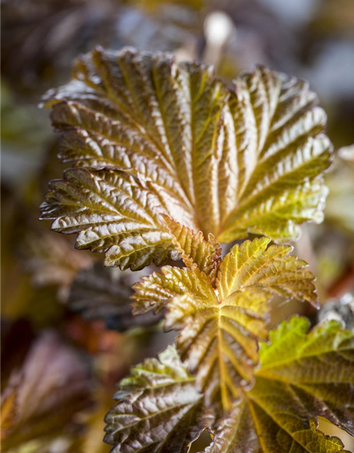 Physocarpus opulifolius Lady in Red