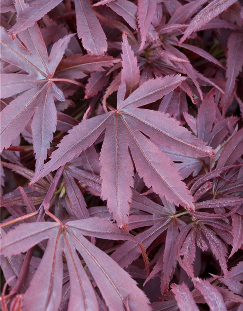 Acer palmatum Shaina