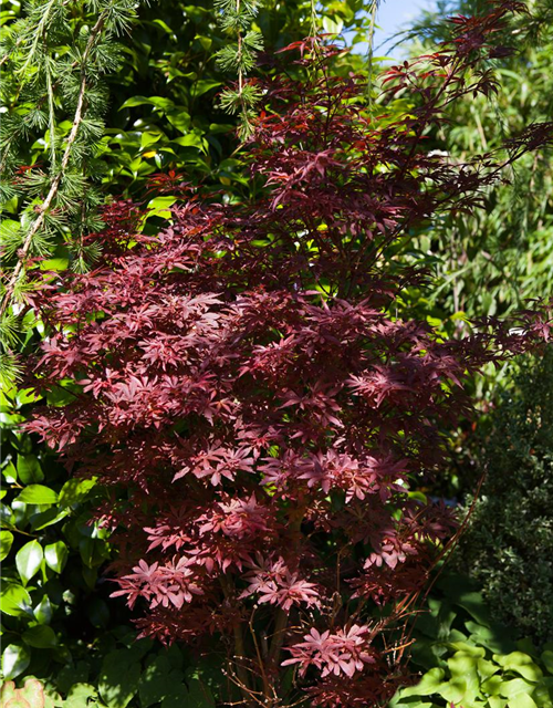 Acer palmatum Shaina