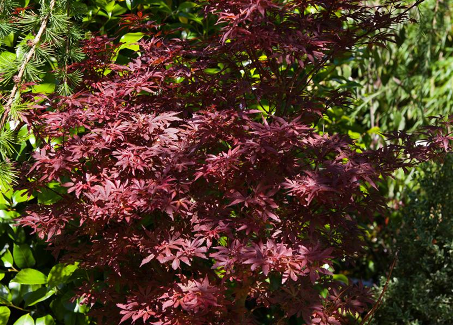 Acer palmatum Shaina