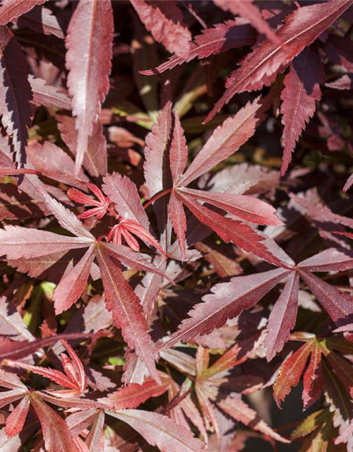 Acer palmatum Shaina