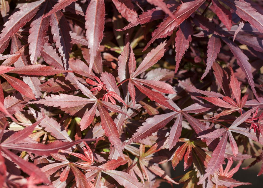 Acer palmatum Shaina