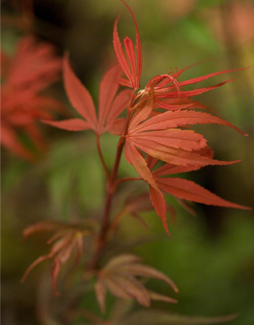 Acer palmatum Shaina