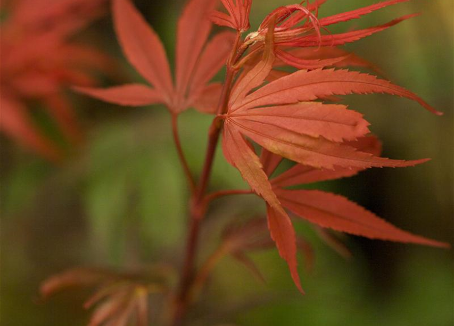 Acer palmatum Shaina