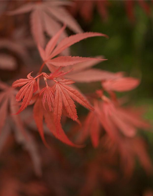 Acer palmatum Shaina