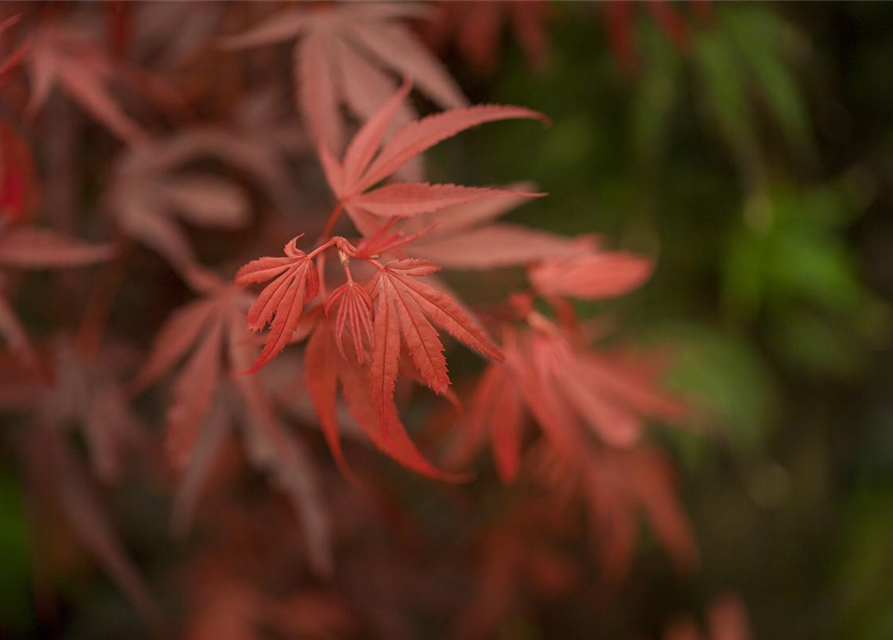 Acer palmatum Shaina