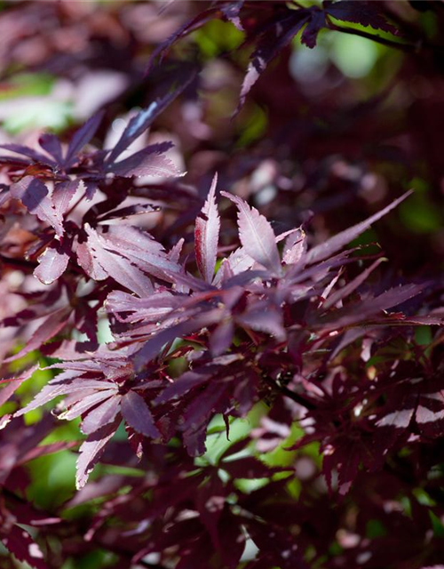 Acer palmatum Shaina