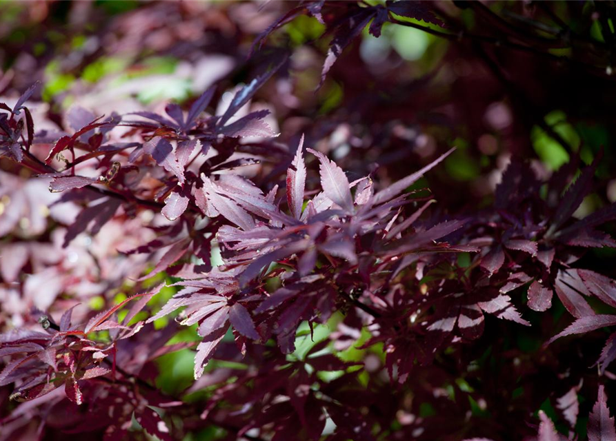 Acer palmatum Shaina